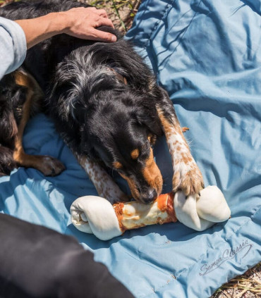 Denta Fun Chewing Bone de Pollo