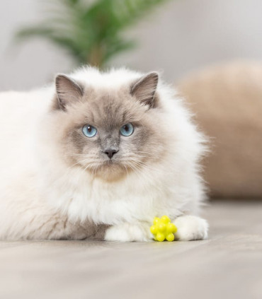 Pelotas con Protuberancias