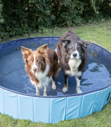 Piscina para perros