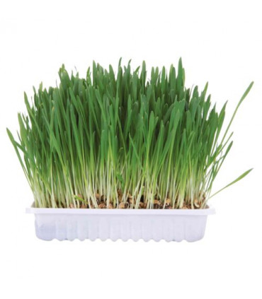 Hierba para Pequeños Mamíferos