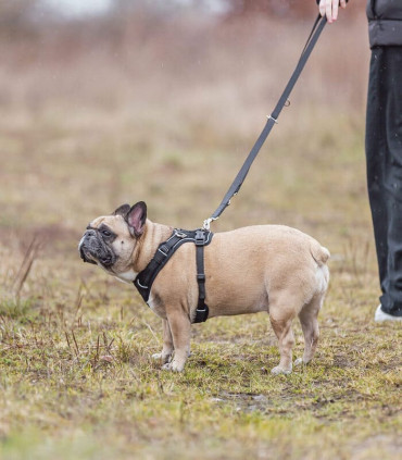 Premium FlexMesh Arnes Petrol