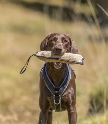 Mordedor Entrenamiento