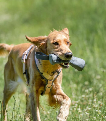 Mordedor Entrenamiento