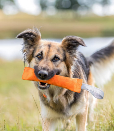 Mordedor Entrenamiento