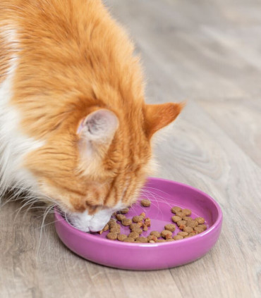 Comedero Cerámica XXL