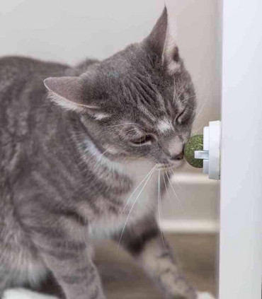 Pelota de matatabi con soporte