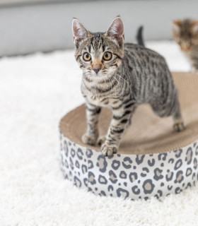 Cama para rascar Leo