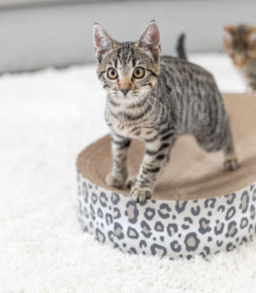 Cama para rascar Leo