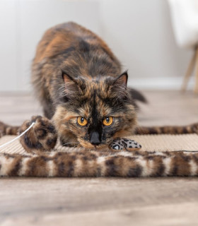 Alfombra para rascar