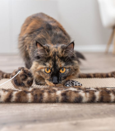 Alfombra para rascar