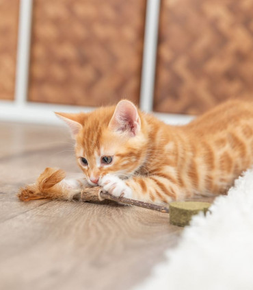 Matatabi Lolli, Corazón