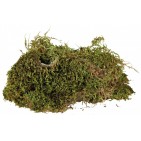 Musgo para Terrario